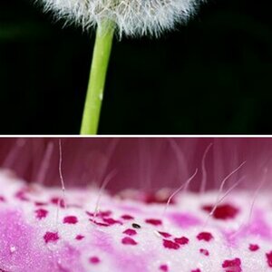 Makro und Blumen