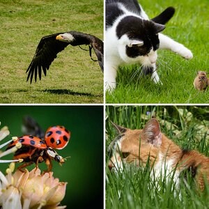 Tiere