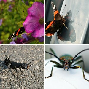 Insekten & Kleintiere
