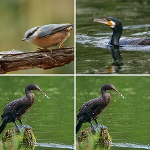 Vögel wildlife 2