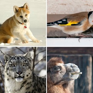 Tierfotografie