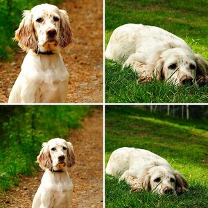 Hundekauf