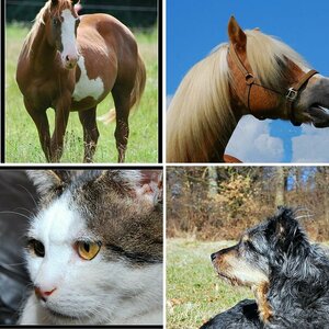 Tiere