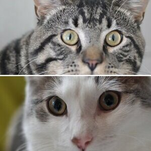 Katzen