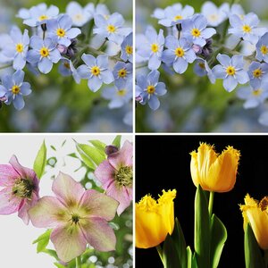Blumen