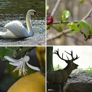 Naturfotos