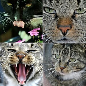 Katzen