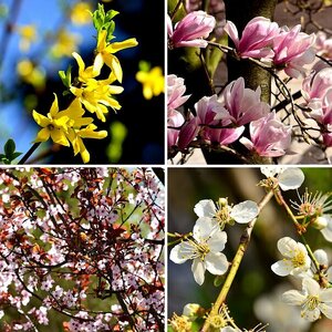 Blumen und Blätter 02