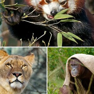 Tiere