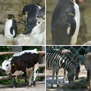 Mein Tag im Zoo Schönbrunn