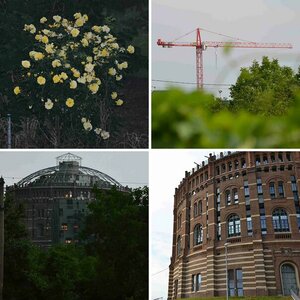 Blumen und Gebäude