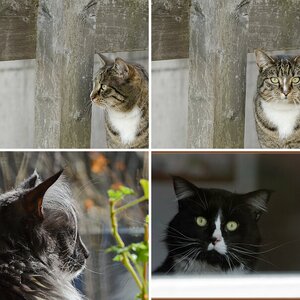 Katzen