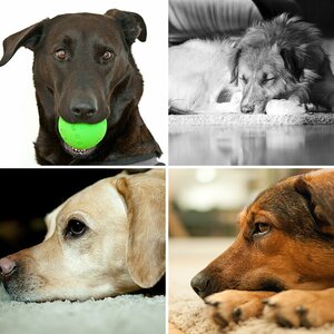 nochmal Hunde