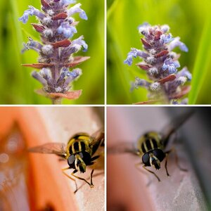 Macro