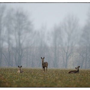 Wildlife