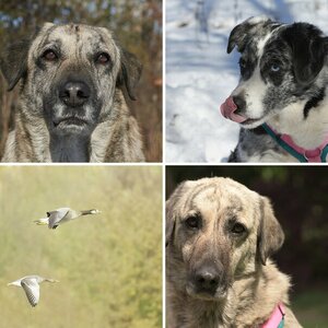 Unsere Wuffels