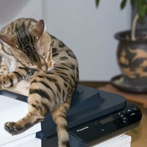 Katze