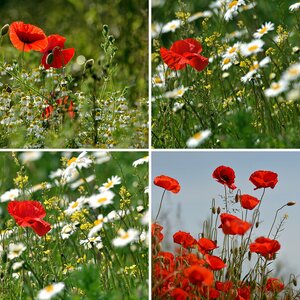 Blumen Macros