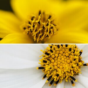 Makro