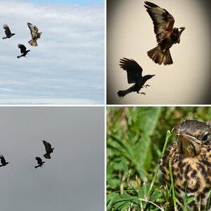 Vögel