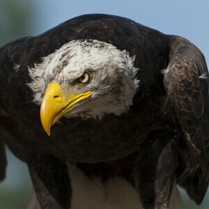 Vögel