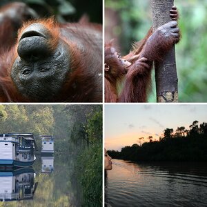 Kalimantan / Borneo in Banjarmansin / Kumai