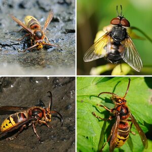 Insekten