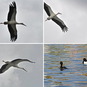 Buchfink, Blesshuhn, Haubentaucher, Lachmöve, Raben, Reiher, Storch, Webervogel, Kormoran
