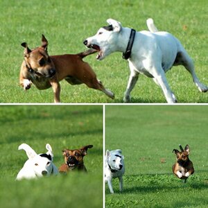 Hunde