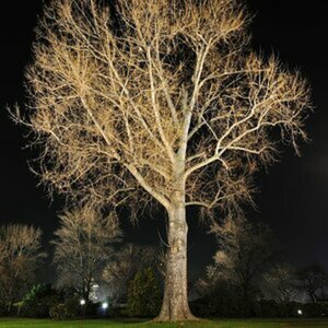 Baum