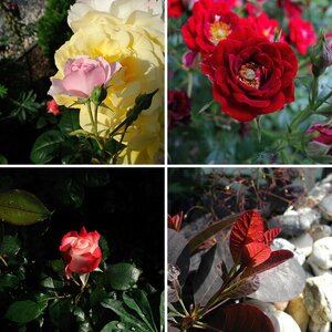 Blüten in Nachbars Garten