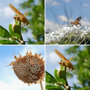 im Garten