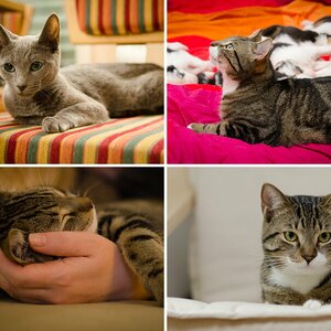 Katzen, Teil 1