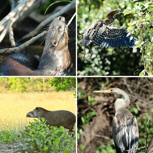 Pantanal Wildlife