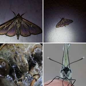 Insekten
