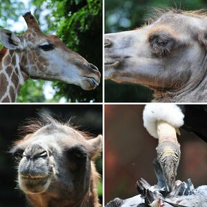 Zoo Dortmund 24062011