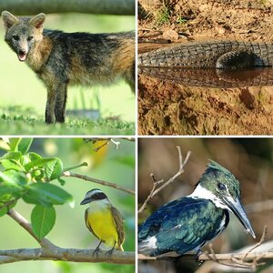 Pantanal Wildlife 2