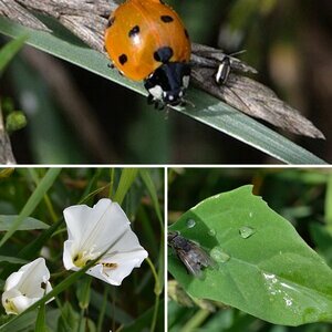Insekten