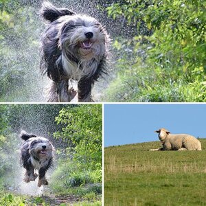 Tiere