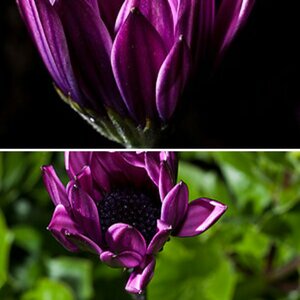 Blumenmacro