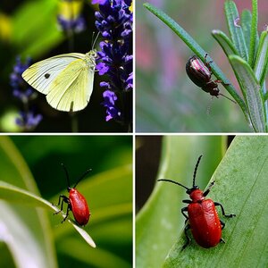 Insekten