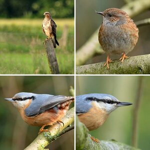 Viele Greifvögel!