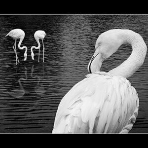 Flamingos mit Spiegelung