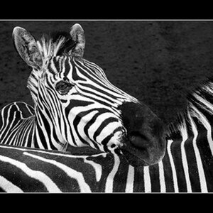 Neugieriges Zebra