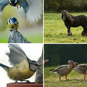 Natur-Bilder