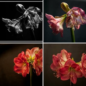Amaryllis
