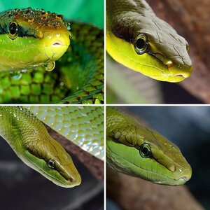 Gonyosoma oxycephalum