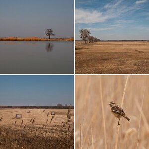 2012-03_Neusiedlersee