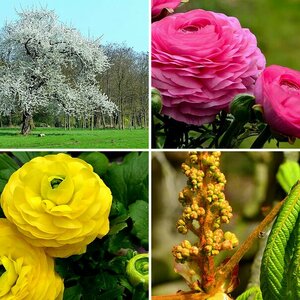 Blumen und Blätter 03
