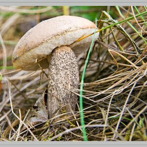 Natur